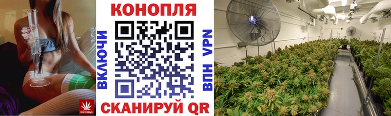 Конопля Bruce Banner  Новороссийск 
